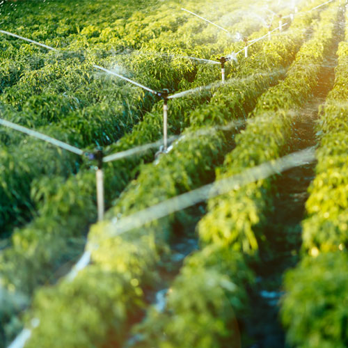 L’irrigation