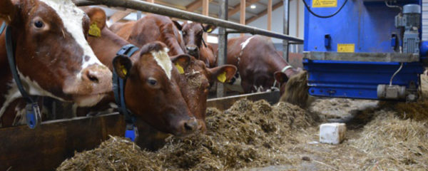 alimentation des bovins