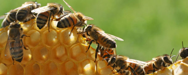 Apiculture